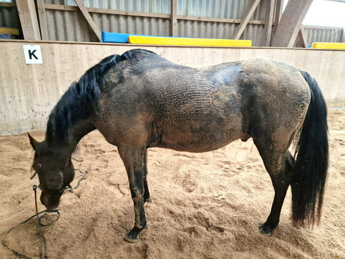 Pferd nach dem Training in der Halle, das sich gewälzt hat und voll Sand ist