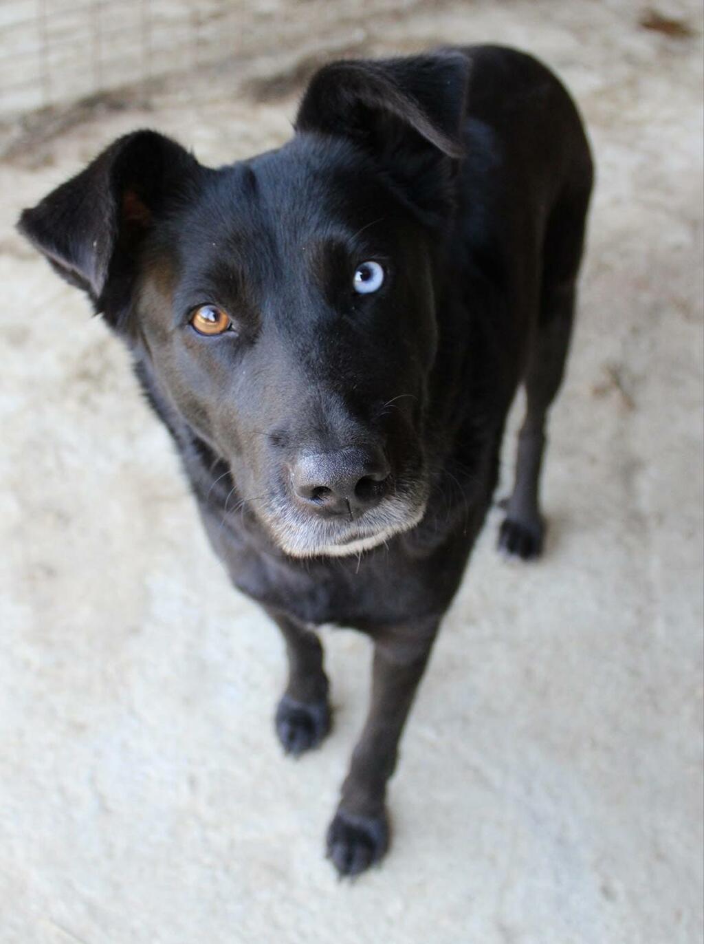 Straßenhunde Deutschland