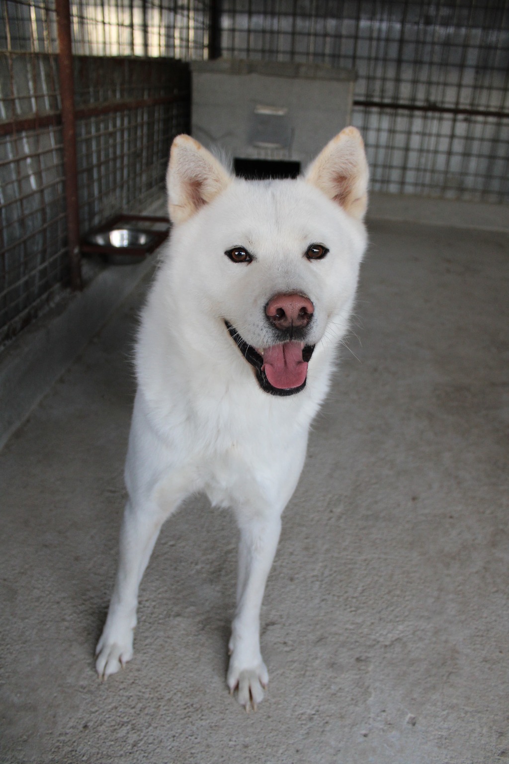 Straßenhunde Rumänien