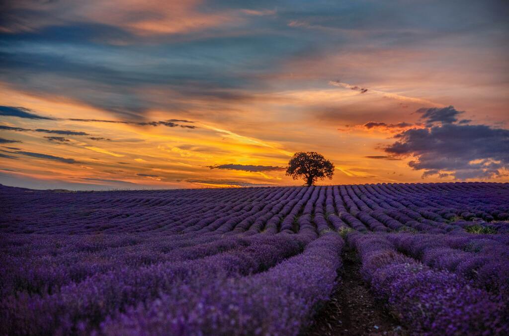 Lavendelfeld mit einem einzelnen Baum bei Sonnenuntergang