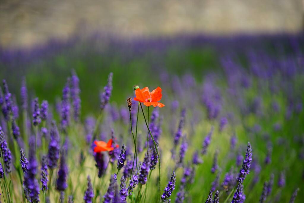 Roter Mohn inmitten eines Lavendelfeldes.