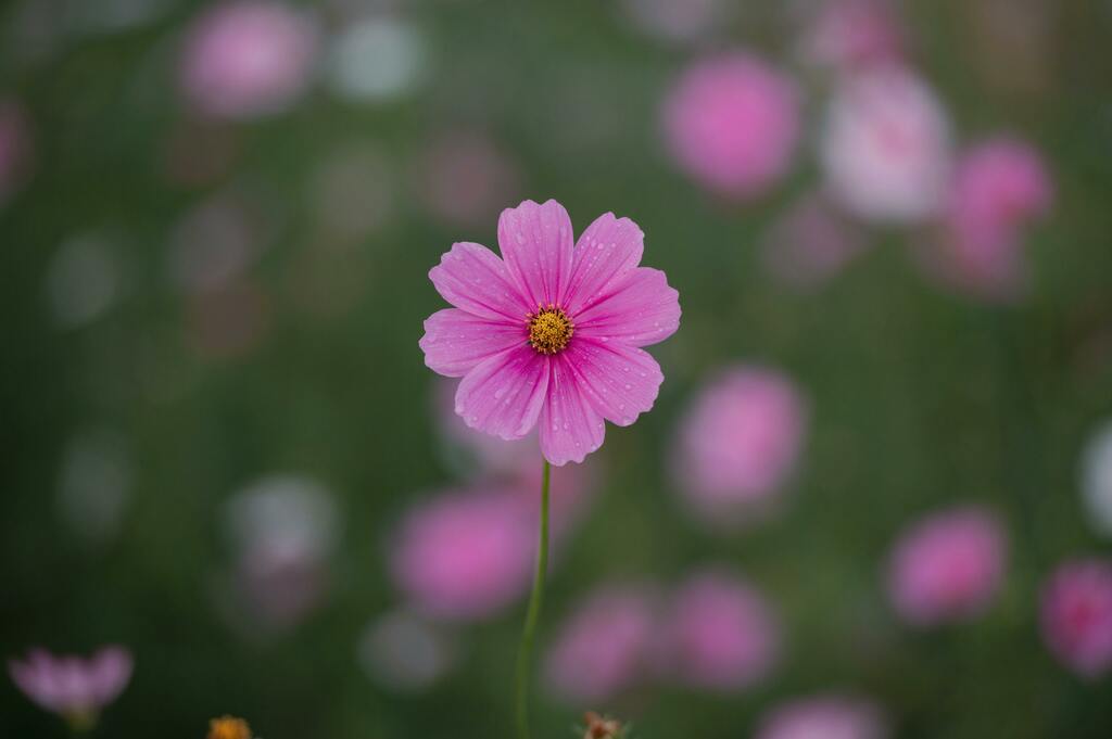 Einzelne pinke Blume mit unscharfem Hintergrund.