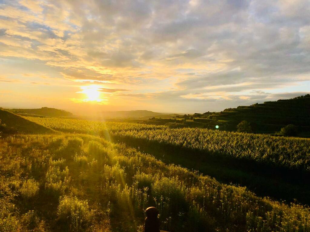 Sonnenuntergang über einem grünen Tal mit Weinbergen