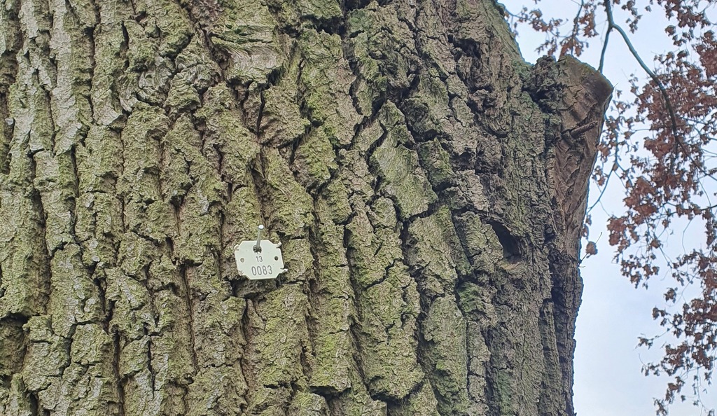 Baumkataster Berlin Brandenburg 