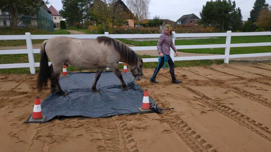 Borstel Treff - Pferd