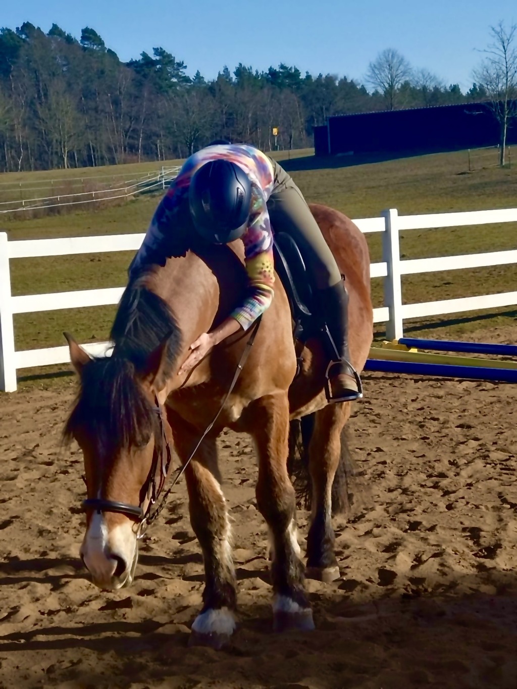 Borstel Treff - Pferde