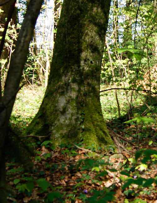 Individueller Baum im Waldfriedhof Wittnau