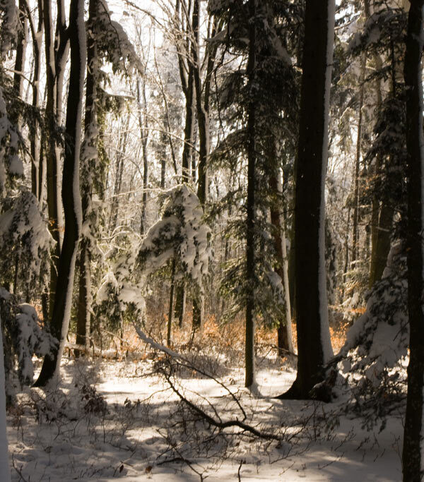 Winterlicher Wald - Waldfriedhof Wittnau