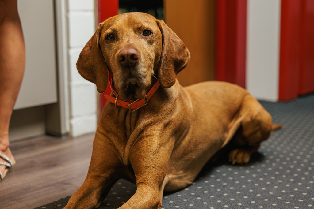 Hund im Büro