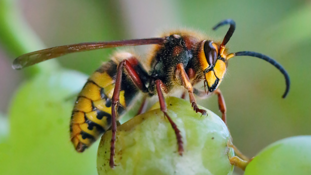 european wasp damage crops