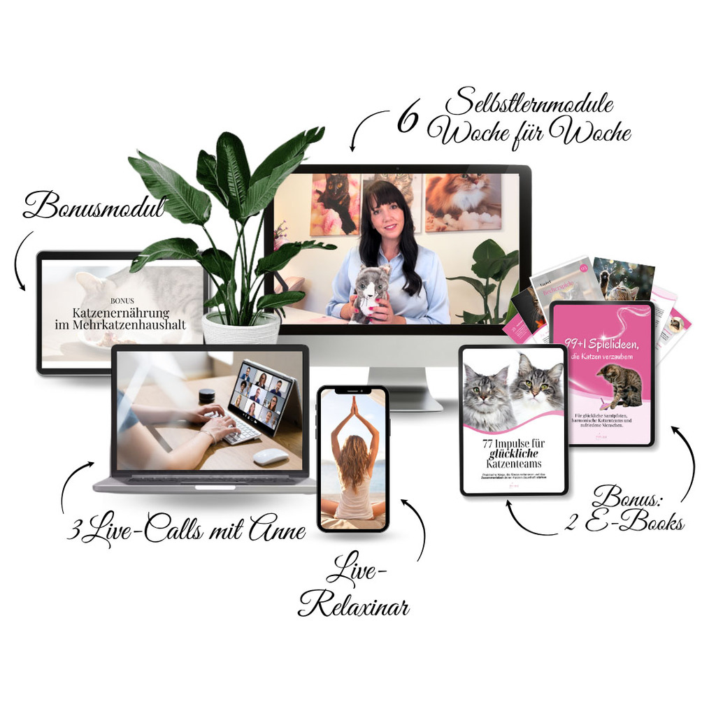 Mockup Schnurren statt Streiten Übersicht Kurs