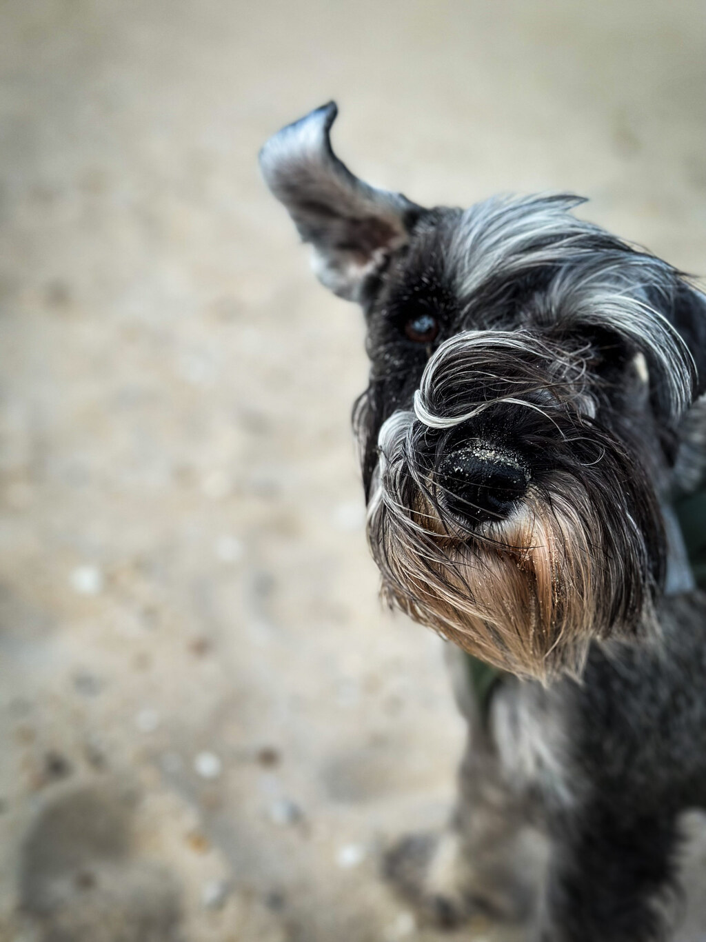 Bild der pfeffer-salz Schnauzer Hündin Kinga , Fokus auf Kopf am Strand
