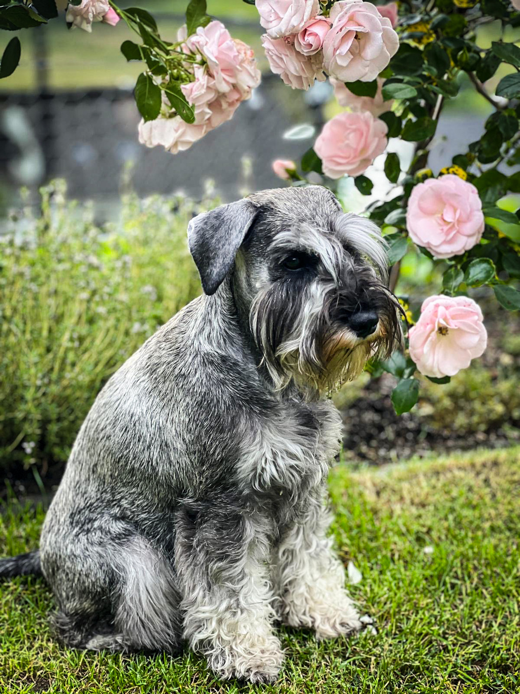 Bild von der pfeffer-salz Schnauzer Hündin Kinga vor Rosen