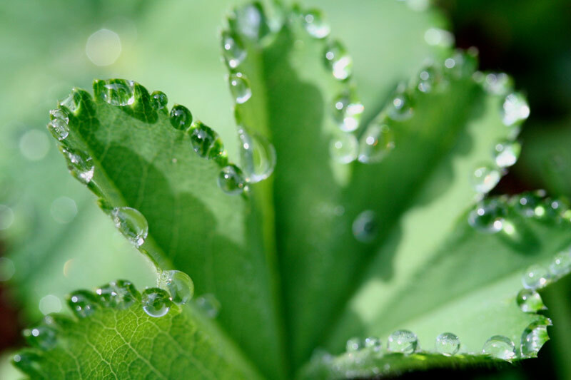 Frauenmänteliblatt mit Wassertropfen