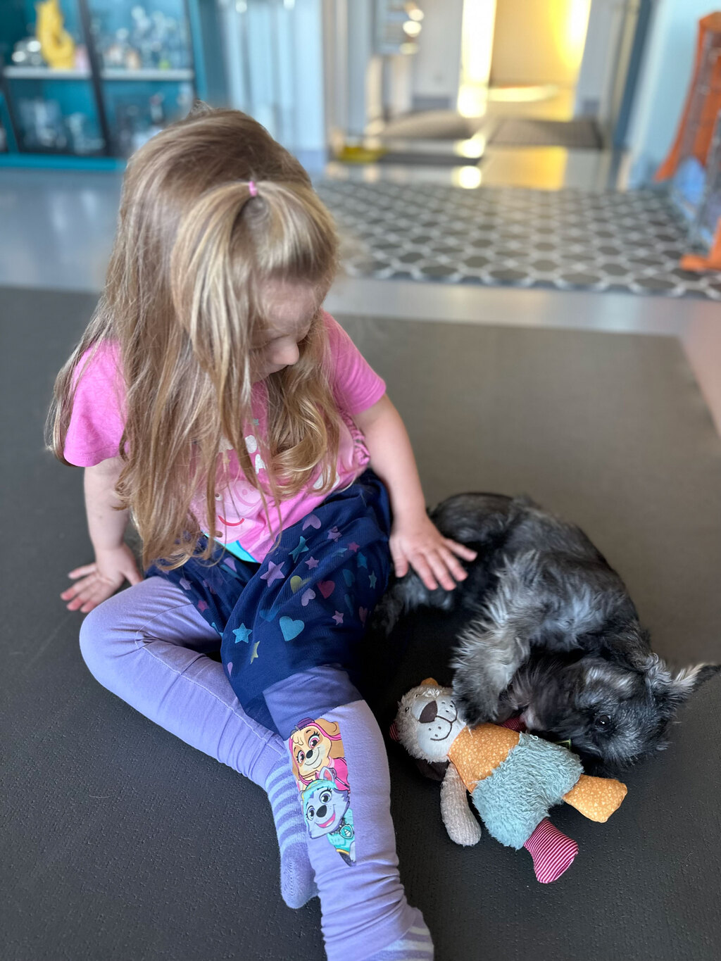 Bild von Kind und der pfeffer-salz Schnauzer Hündin Kinga im Welpenalter, im Wohnbereich samt Stoffpuppe