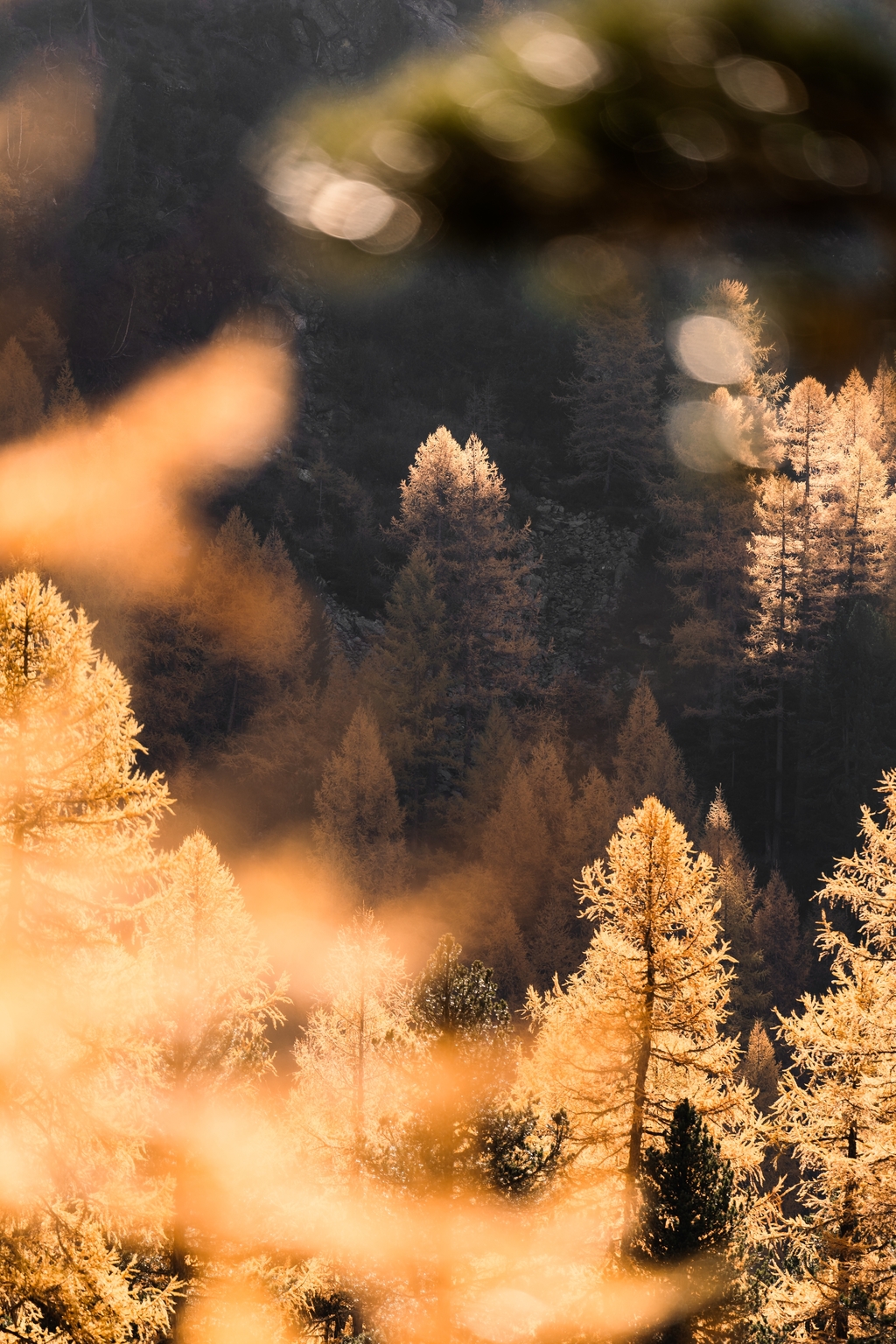 Wiener Schnitzel Berlin, 