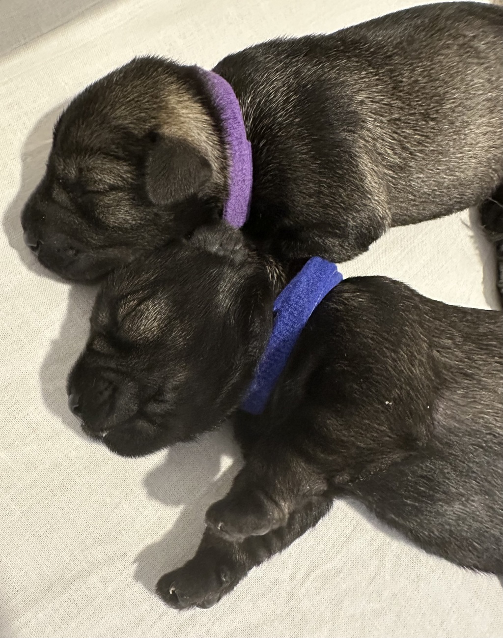 Bild von Kind und der pfeffer-salz Schnauzer Hündin Kinga im Welpenalter, im Wohnbereich samt Stoffpuppe