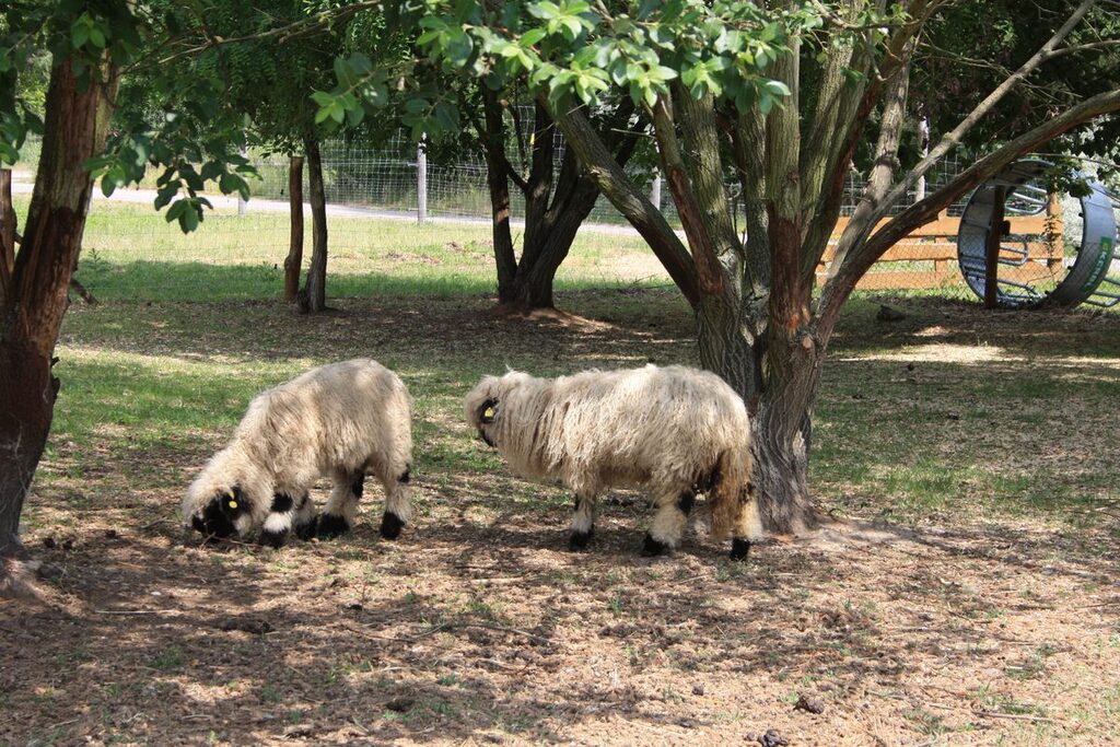 See- und Waldresort Gröbern:  Tiergehege