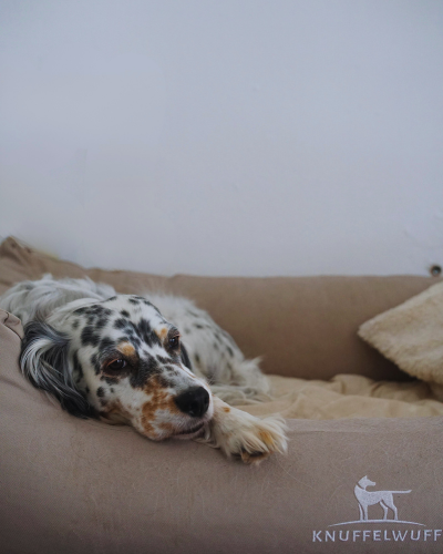 Unsere 'Head of Knuffelwuff' Pina bei ihrer wichtigsten Aufgabe: der Qualitätsprüfung eines gemütlichen Knuffelwuff Hundebetts.