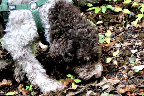 Lagotto auf der Trüffelsuche