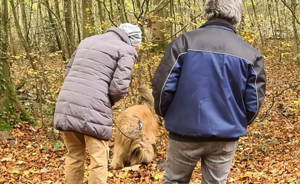 Ein Briard findet gerade einen Trüffel, begleitet von seinen Besitzern