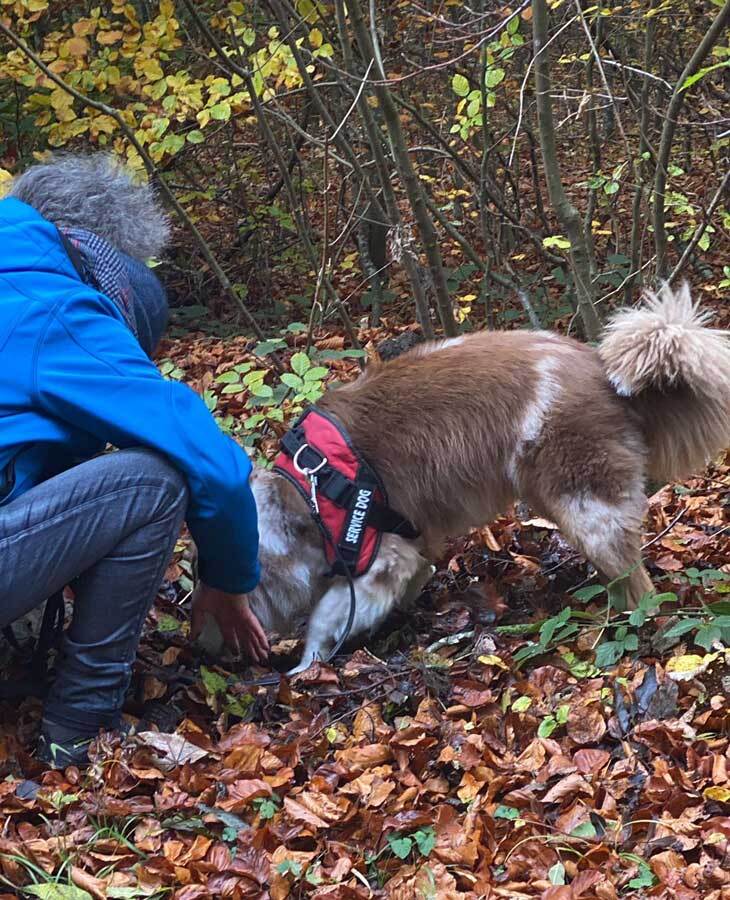 Hund bei der Trüffelsuche