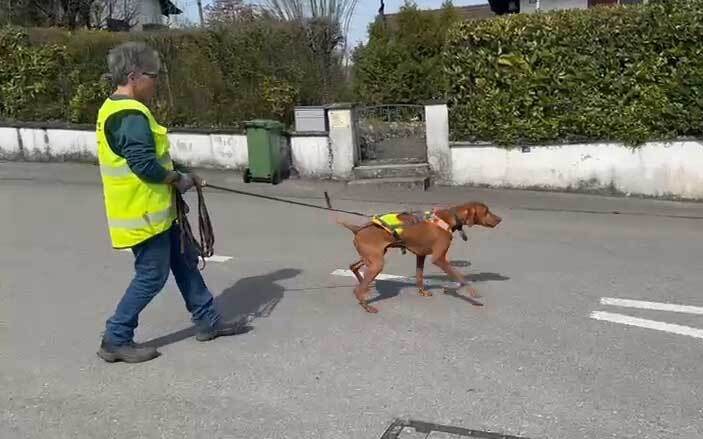 Claudia Greder mit ihrem Hund beim Mantrailing  - sie überqueren eine Strasse
