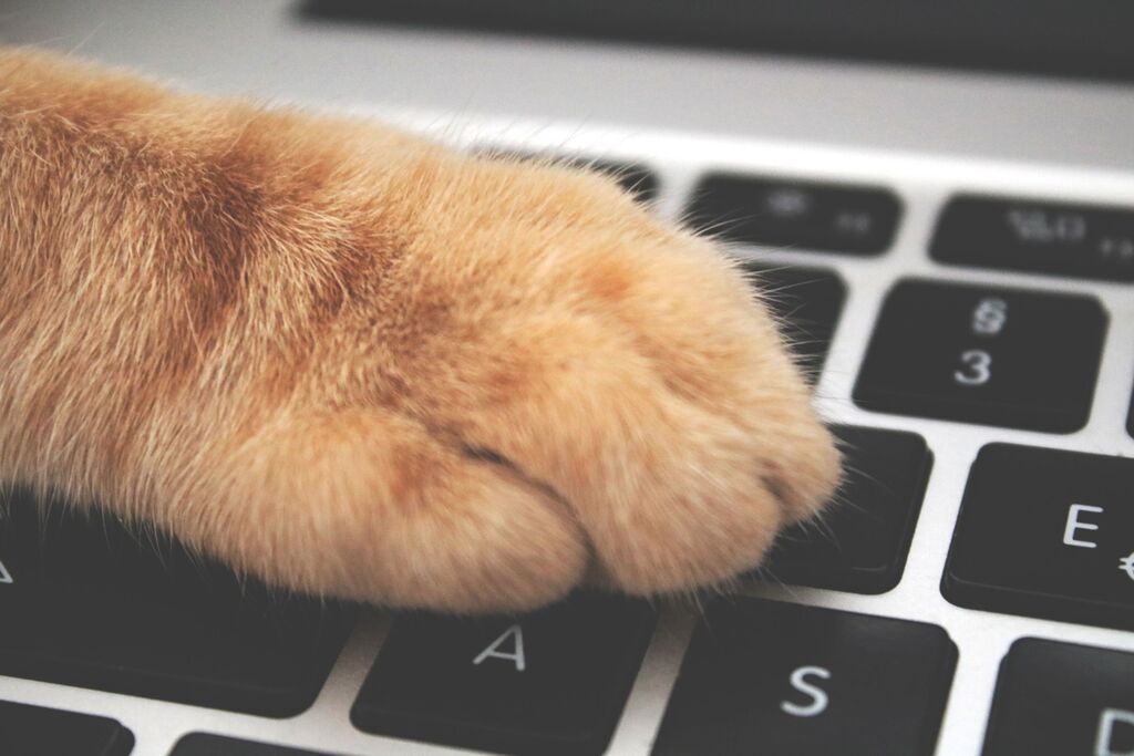 Rot getigerte Katzenpfote liegt auf einer silbernen Laptoptastatur mit schwarzen Tasten.