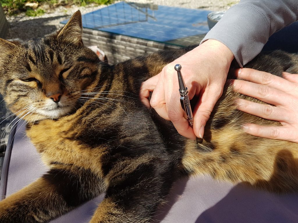 Katze wird sanft am Bauch behandelt