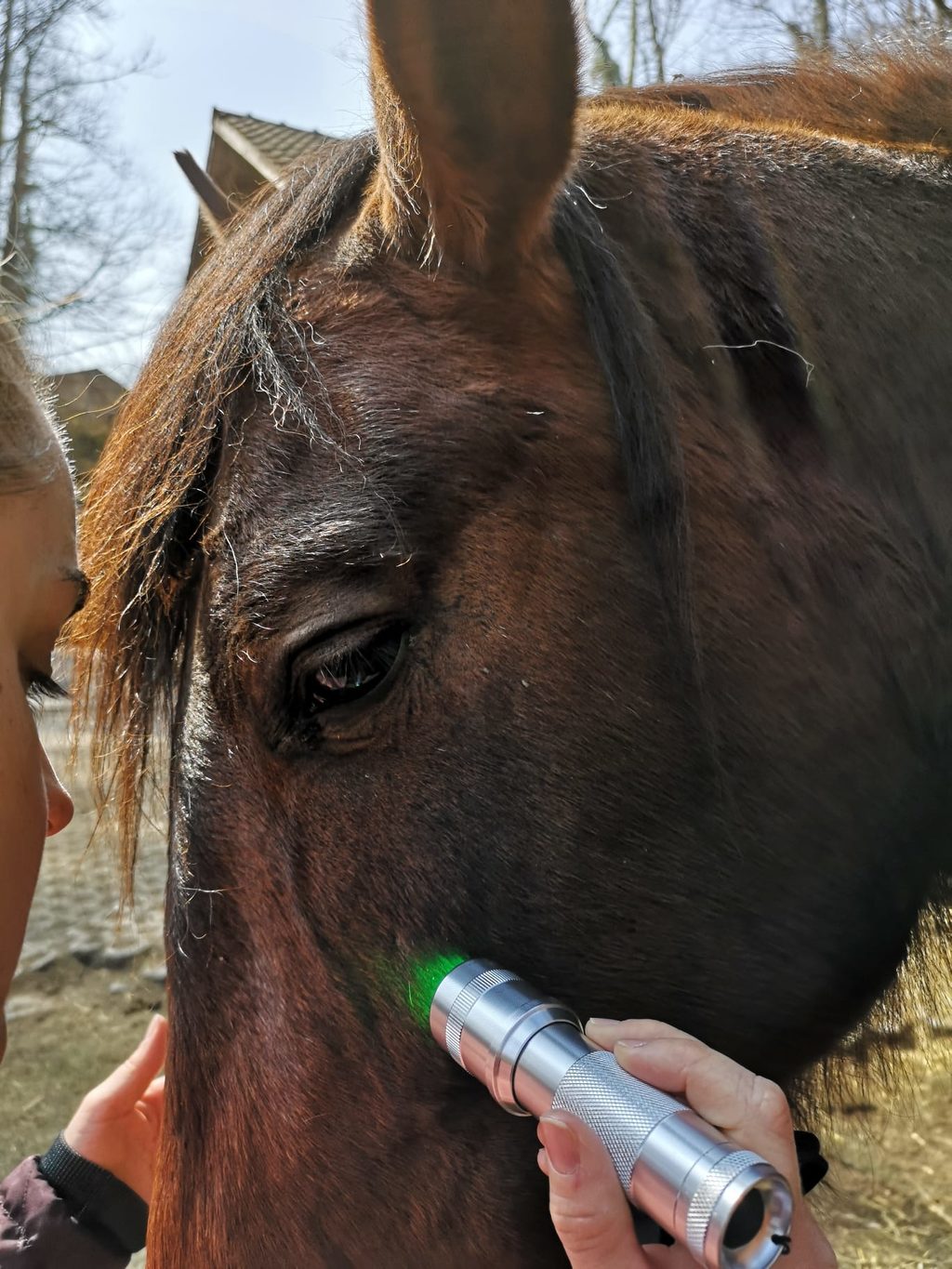 Isabelle beleuchtet Pferd mit grünem Licht