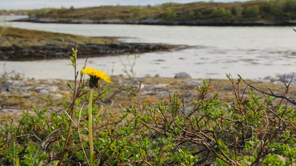 Ensom løvetann med havet i bakgrunnen
