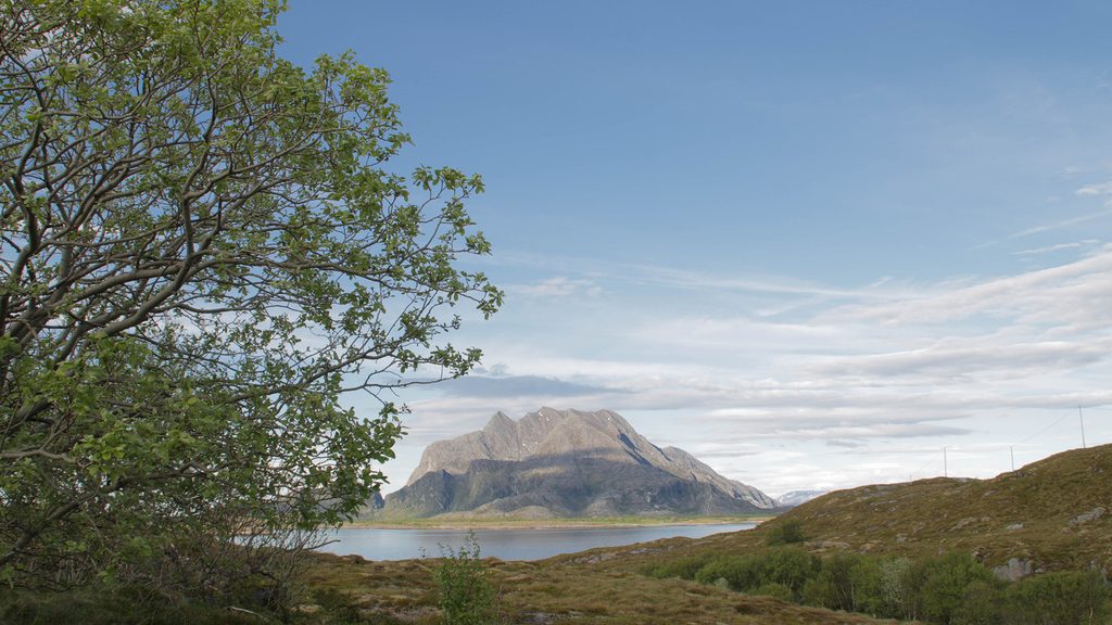 Dønnamannen tatt fra Herøy med et tre med masse grønne blader i forgrunnen