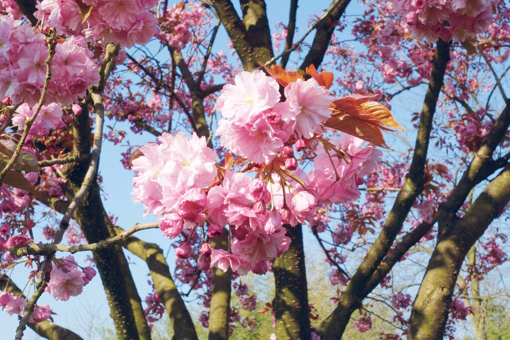 Ein rosa Bltenrausch - Was wchst denn da? - Der Rissener