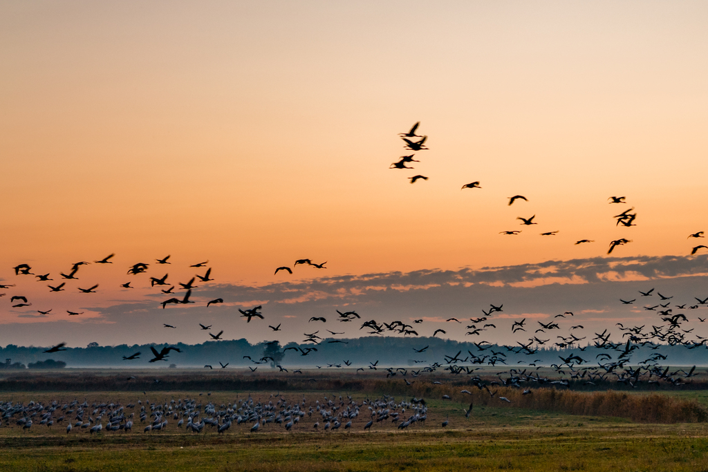 Romantik Hotel Scheelehof Zum Scheele