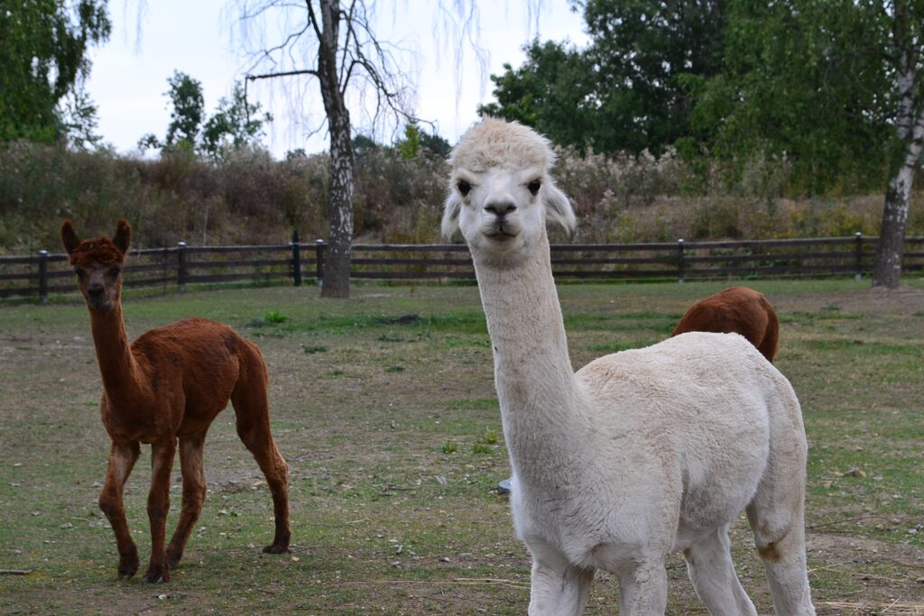 Benny, Eddy und Freddy