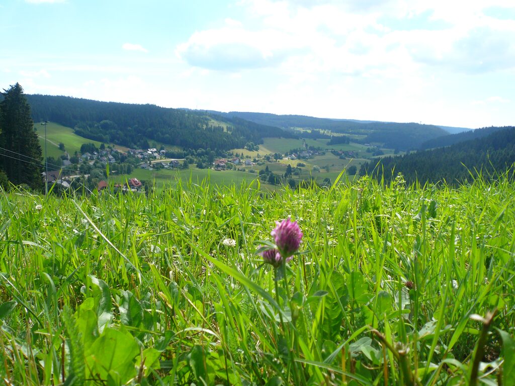 Hotel Alpenblick - Homepage