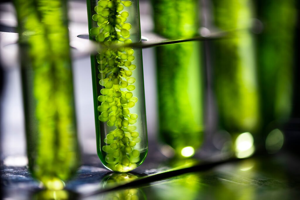 Naturcosmo - algae-business experts