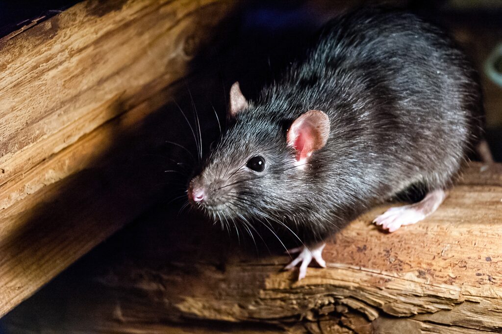 Landwirte - Spezialisiert auf Rattenbekämpfung