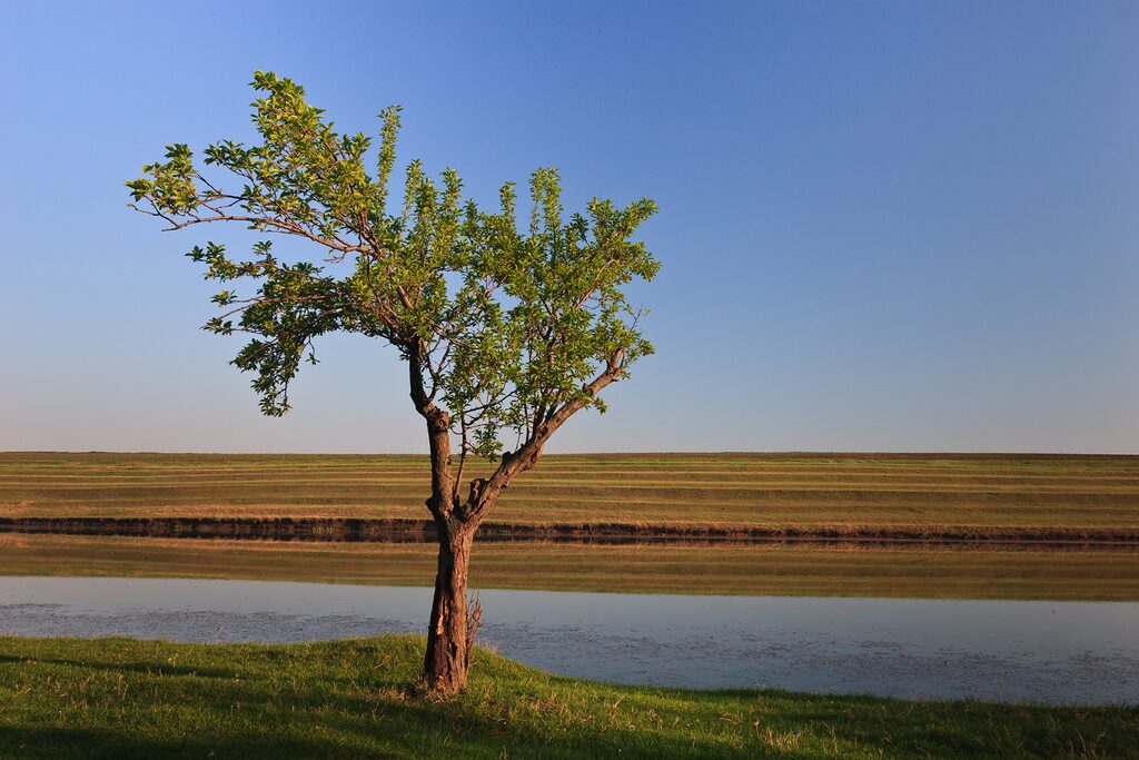 Ein einzelner Baum steht auf einem Feld, ein Fluss im Hintergrund
