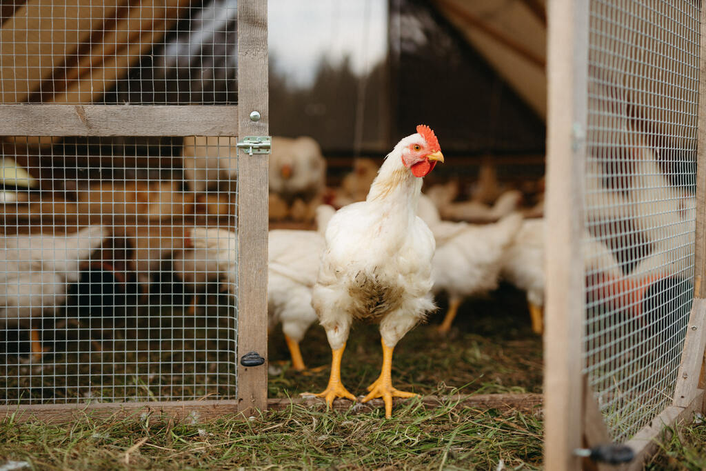 Bio-& Wellnesshotel Alpenblick | Lieferanten Weidehähnchen