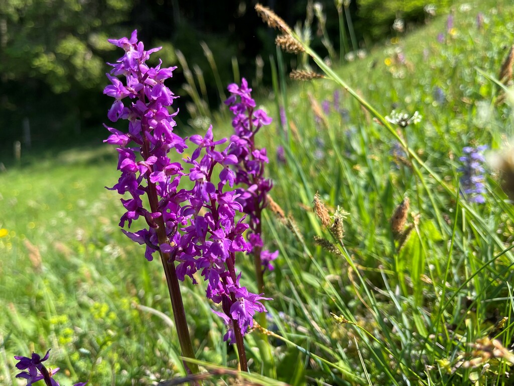 Hotel Bavaria Oberstaufen - Nachhaltigkeit