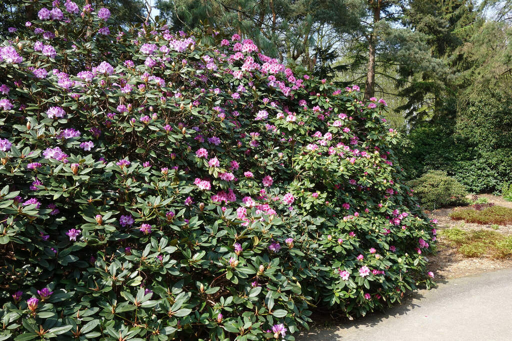 Wikinger im Rhodo-Rausch