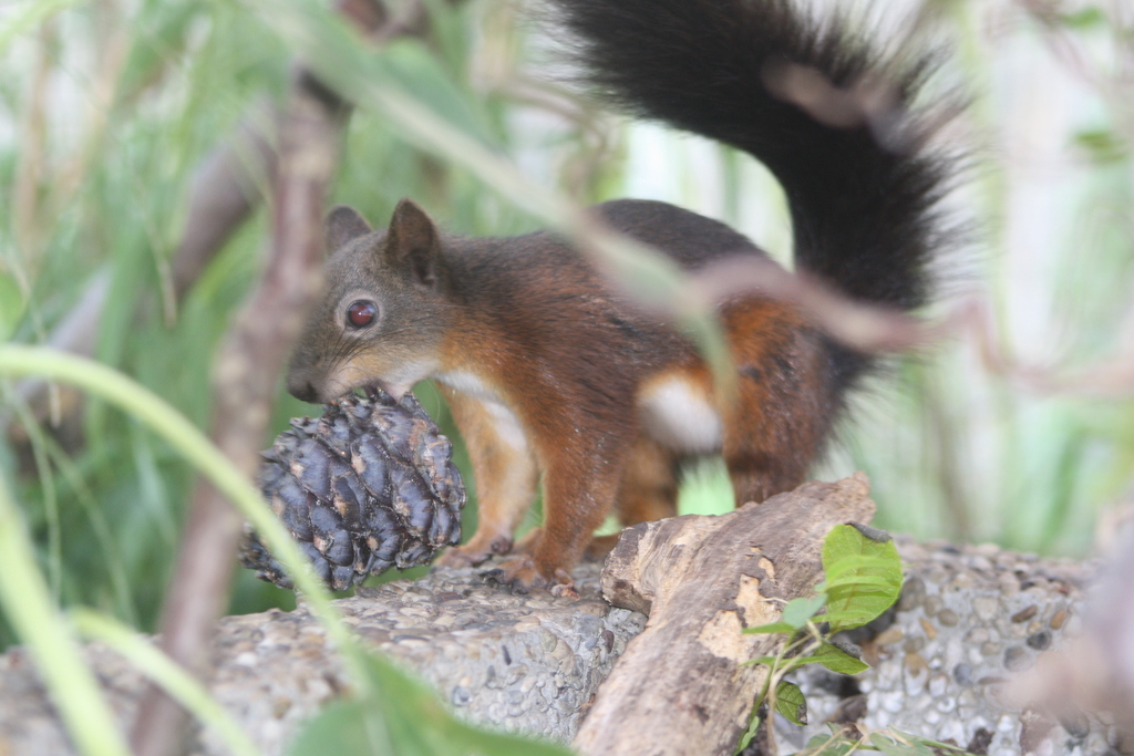 eichhoernchen_mit_zirbenzapfen
