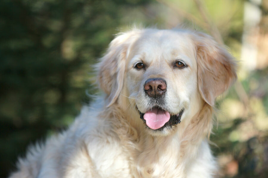 Porträt eiens Golden Retrievers