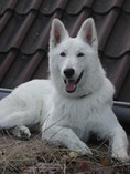 www.hundesport-treff.de