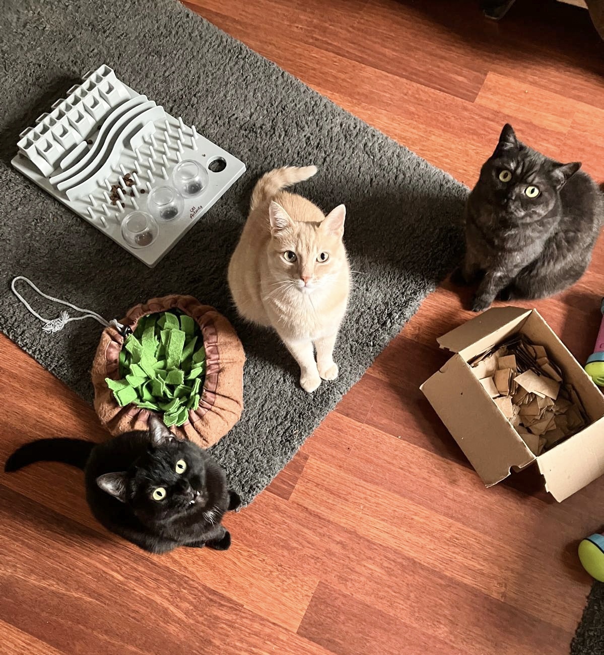 Michelle mit ihren Katzen