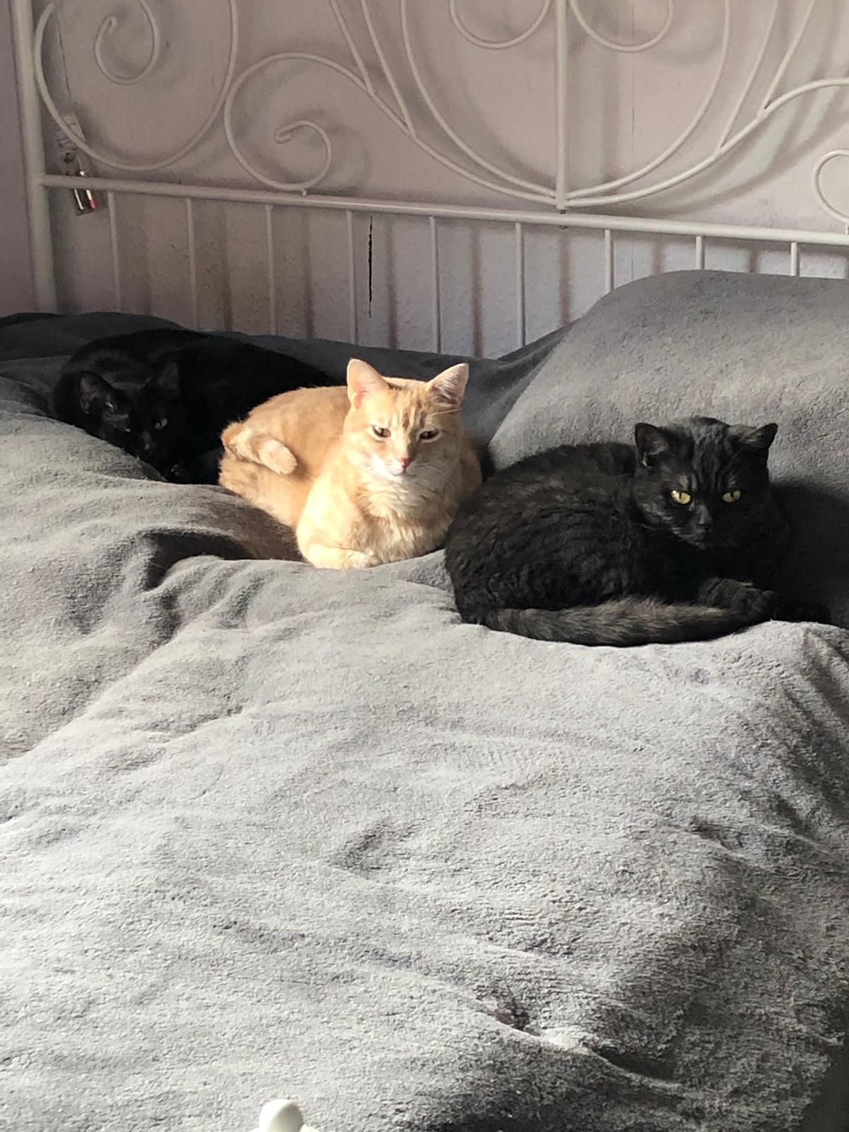 Michelle mit ihren Katzen