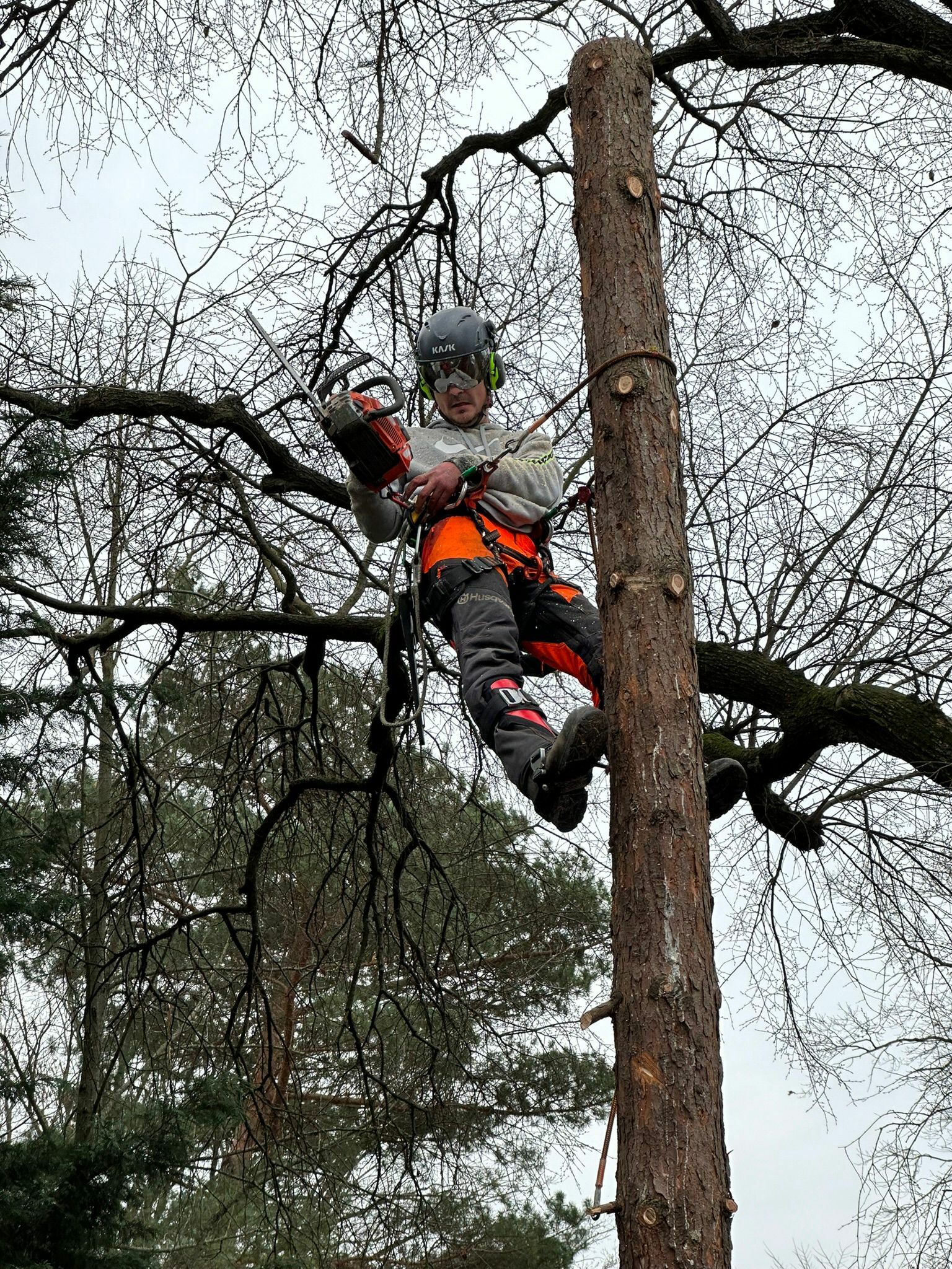 Baumbeschnitt oder Baumfällungen durch Garten24h