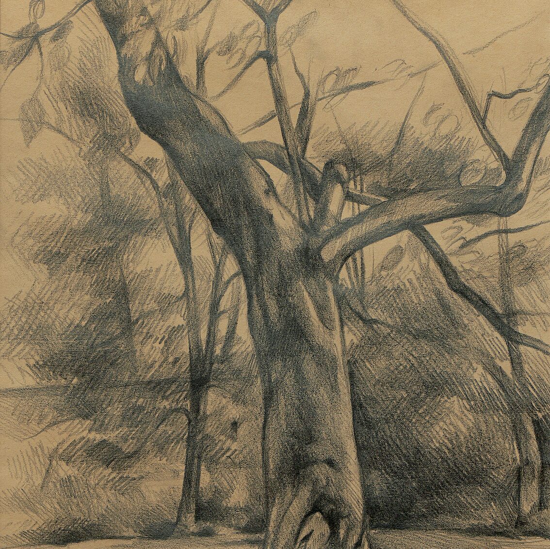 blauglockenbaum am rheinischen landesmuseum, trier - rheinland-pfalz 1999, 38 x 29,5 cm, graphit auf papier