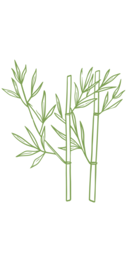 bamboo illustration 